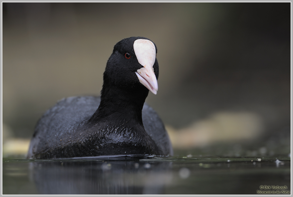 Blässhuhn (Fulica atra)
