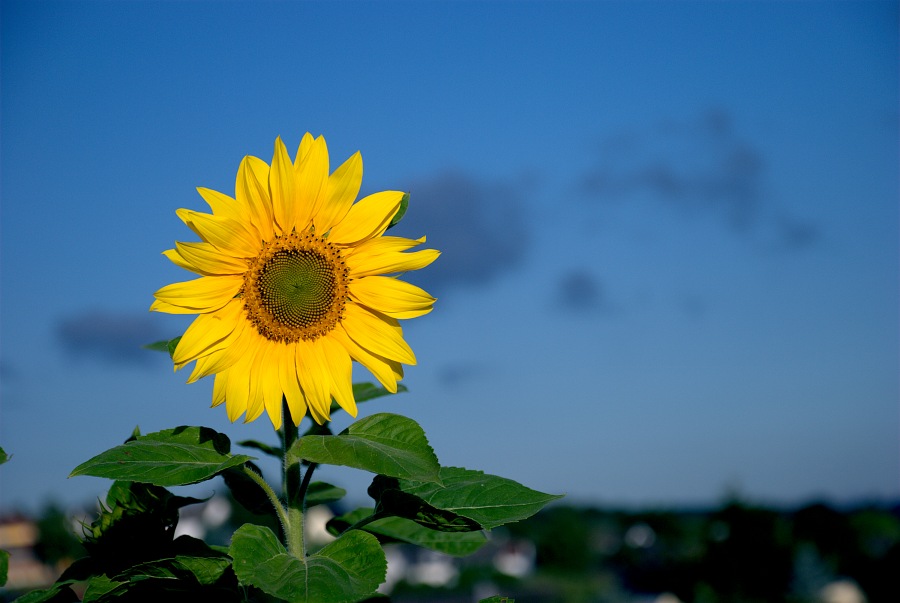 Sonnenblume