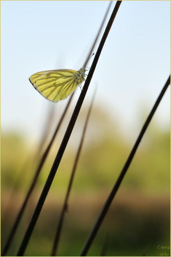 Pieris napi