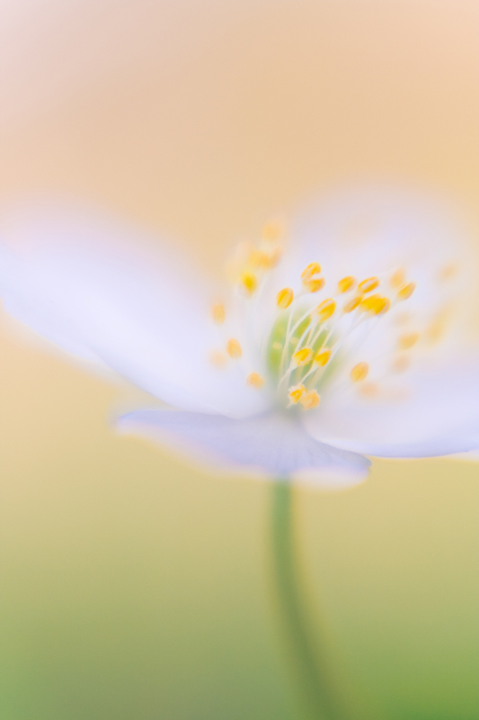 Ein Stück Blüte