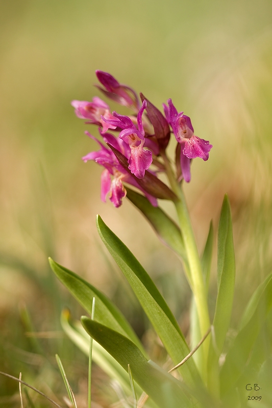 Holunderknabenkraut (Dactylorhiza sambucina)