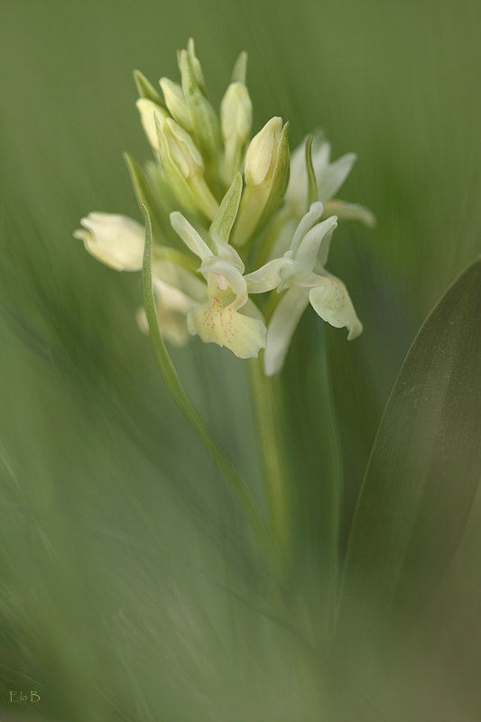 Holunderknabenkraut