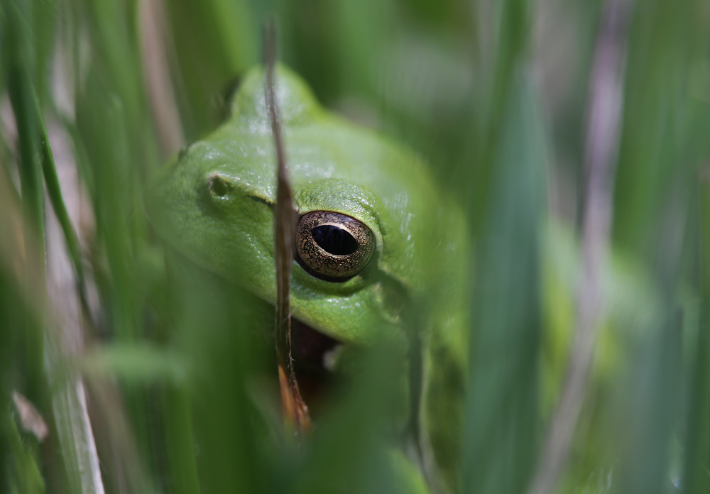 Laubfrosch I