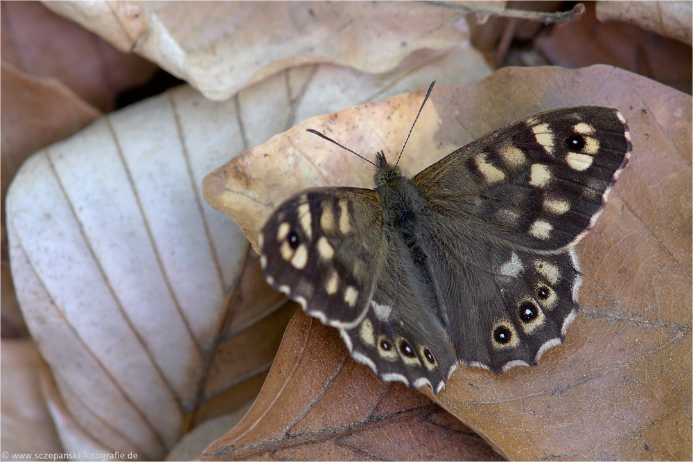 Waldbrettspiel (Pararge aegeria)