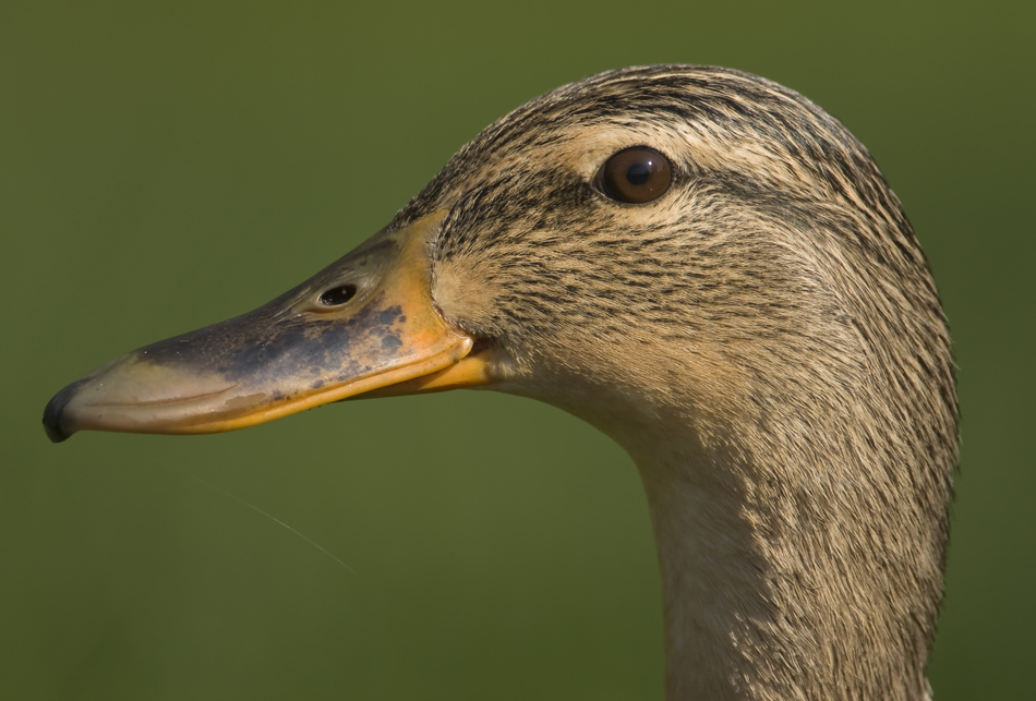 Zwei scharfe Vögel /I...