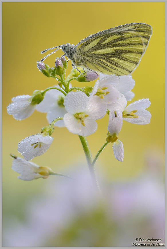 Grünaderweißling (Pieris napi)