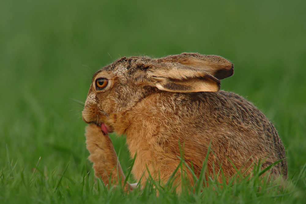 Scharfer Hase