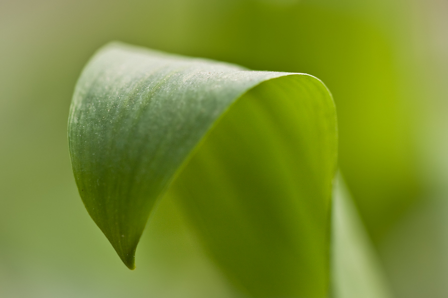 Bärlauchblatt (Allium ursinum)