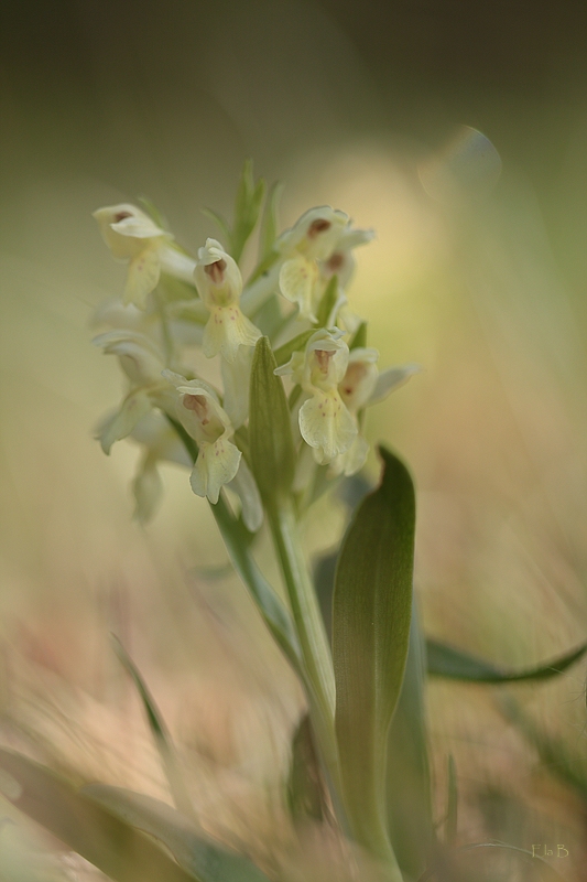 Dactylorhiza sambucina