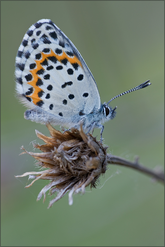 Scolitantides orion