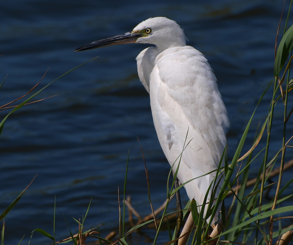 Seidenreiher (Egretta garzetta)