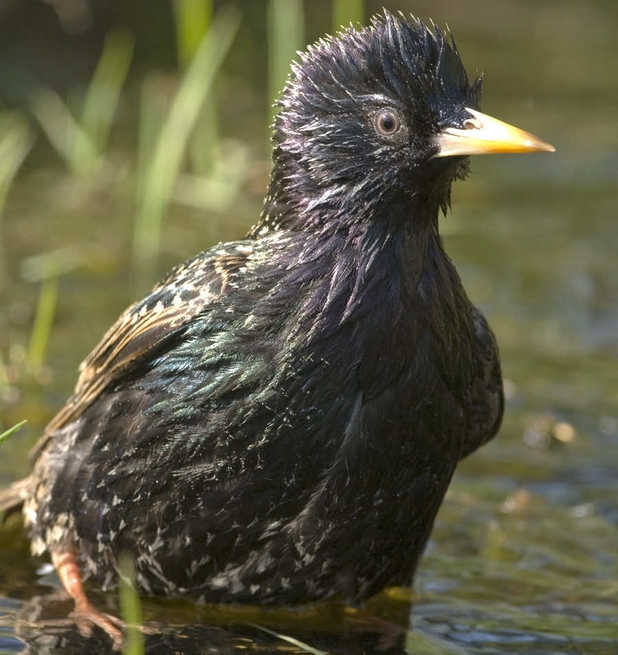 Kein "Ölpest-Vogel"...