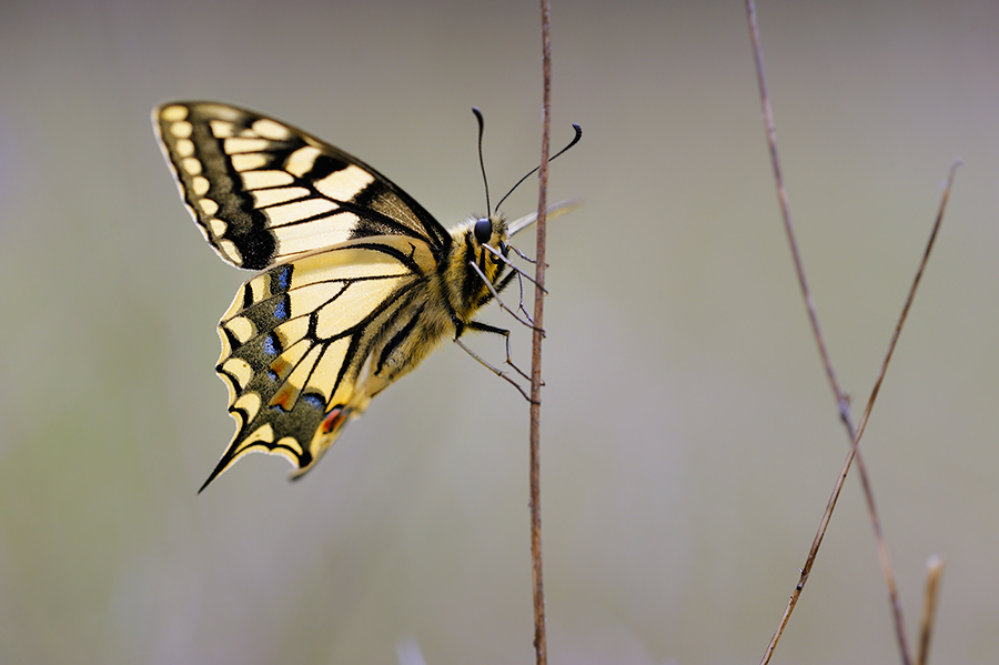 Papilio machaon 2009