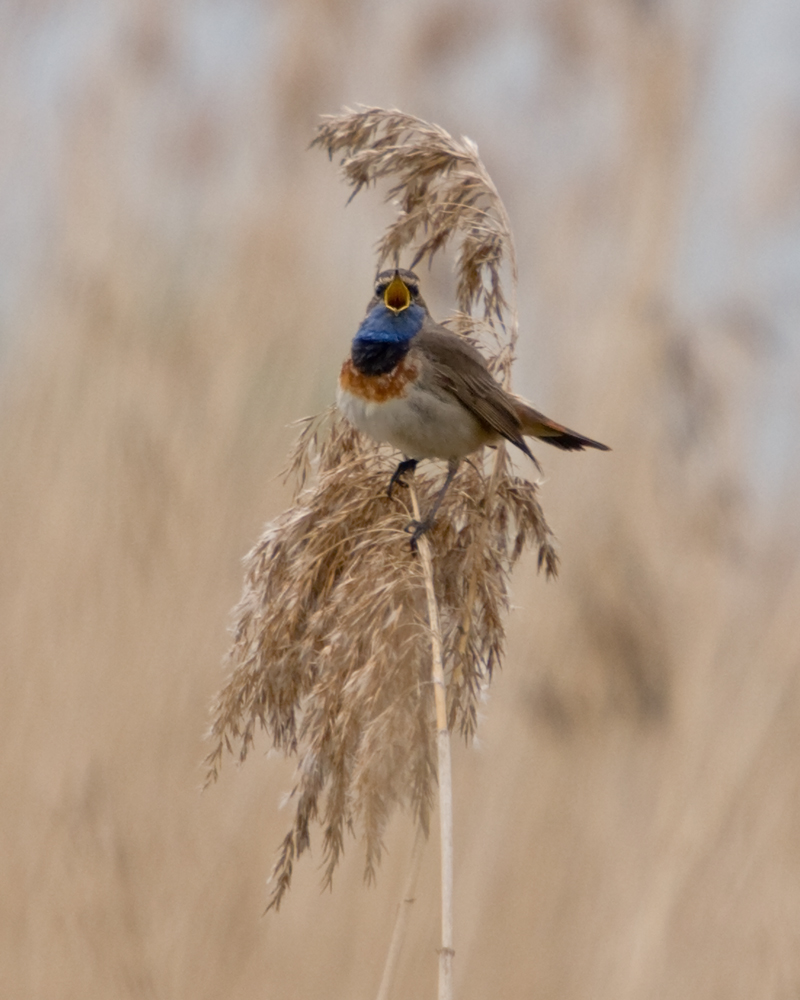 Blaukehlchen