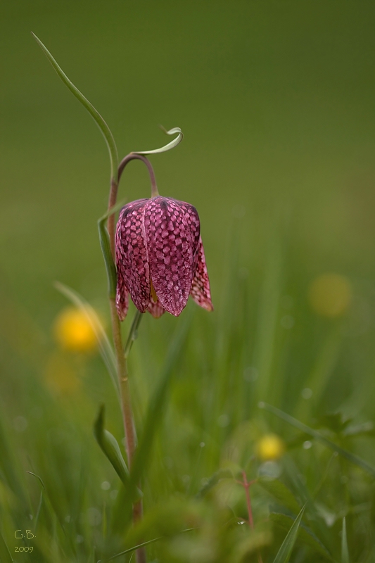 Schachblume (Fritillaria meleagris)