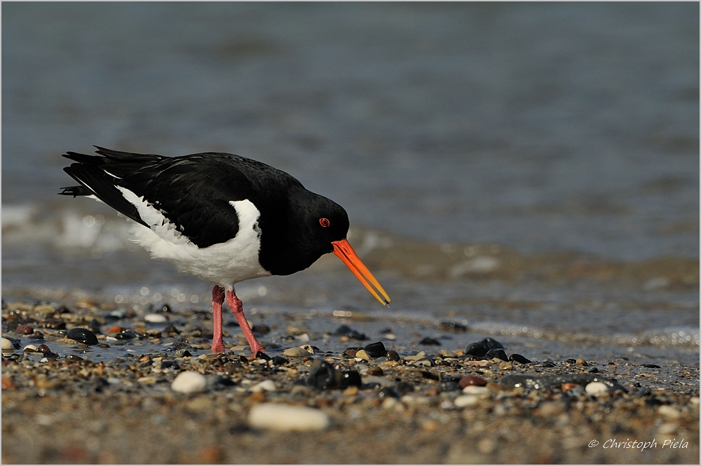 Austernfischer (Haematopus ostralegus)