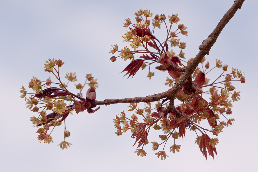 Blühender Spitzahorn (Acer platanoides)