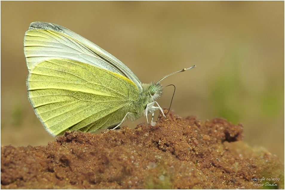 Kleiner Kohlweissling  (Pieris rapae)    Wildlife