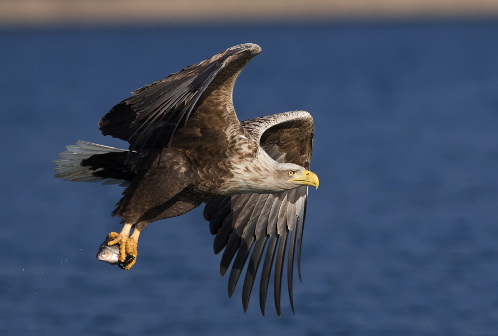 Mein  Traum Vogel