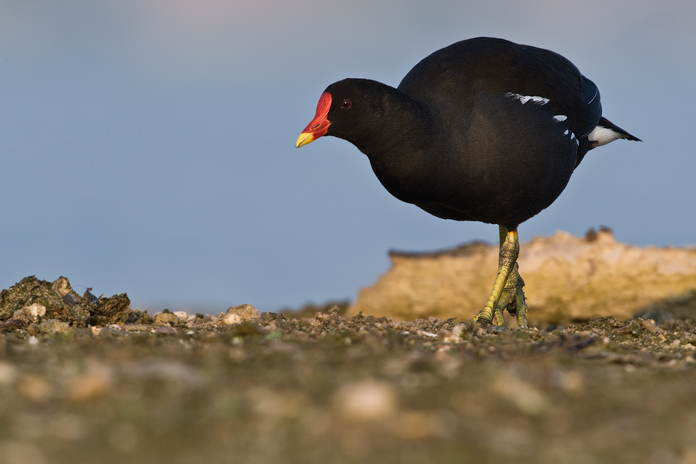 Teichhuhn