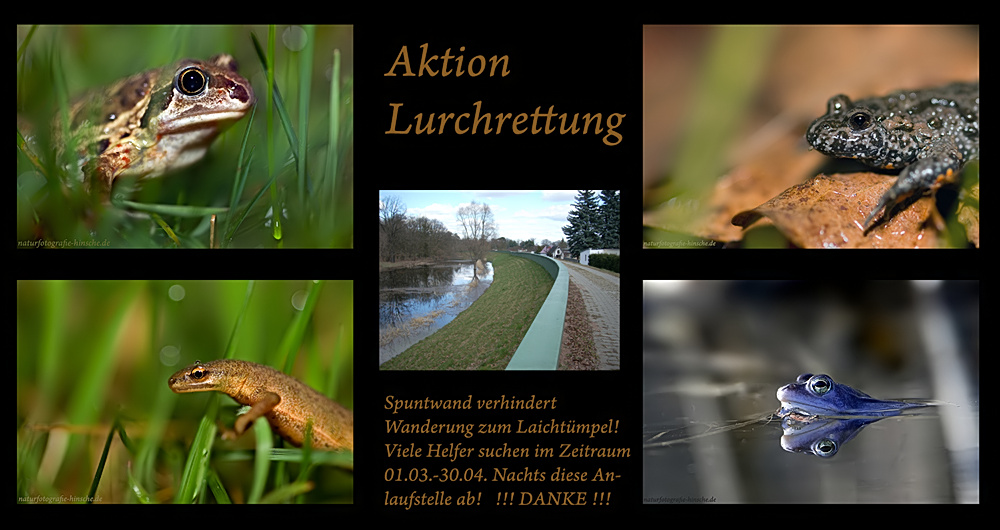 Lurchrettung