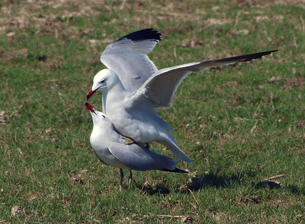 Die Liebe der Korallenmöwen...(Larus Audouinii)