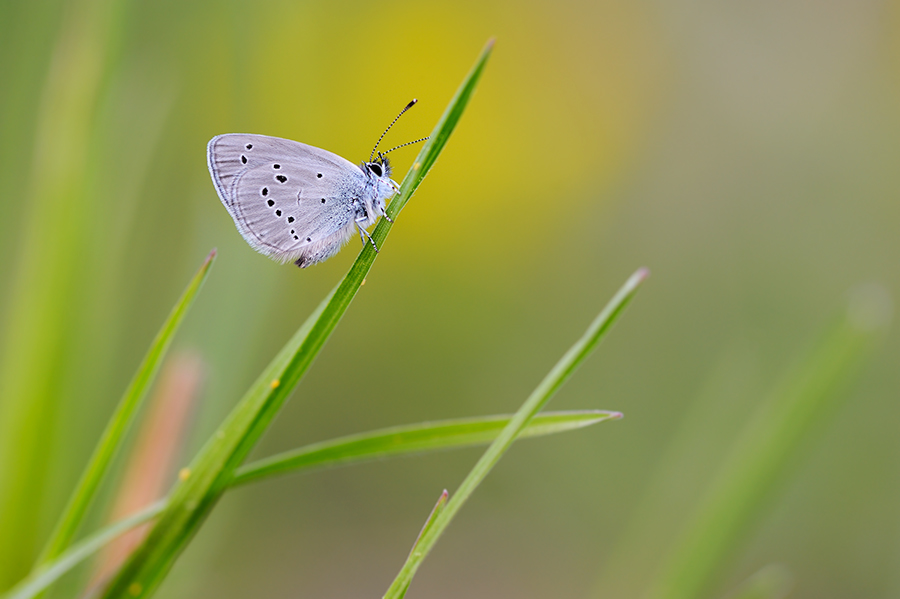 Cupido minimus
