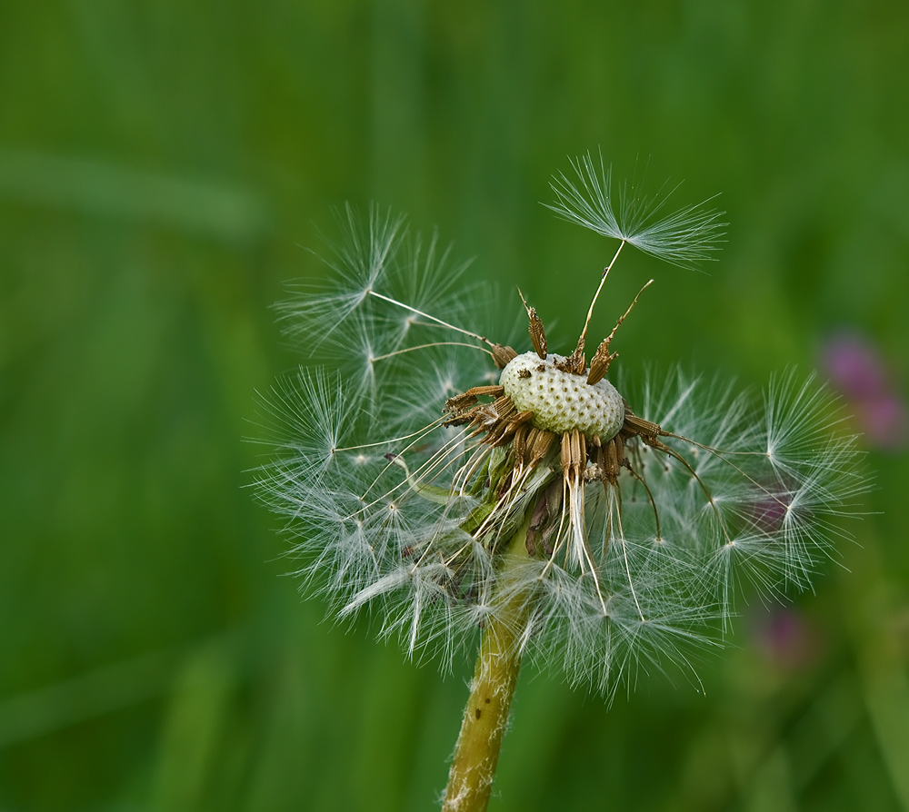 Gewöhnliche Löwenzahn (Taraxacum sect. Ruderalia)