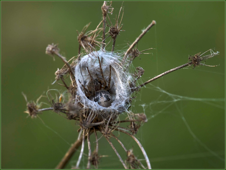 Spinne im Versteck