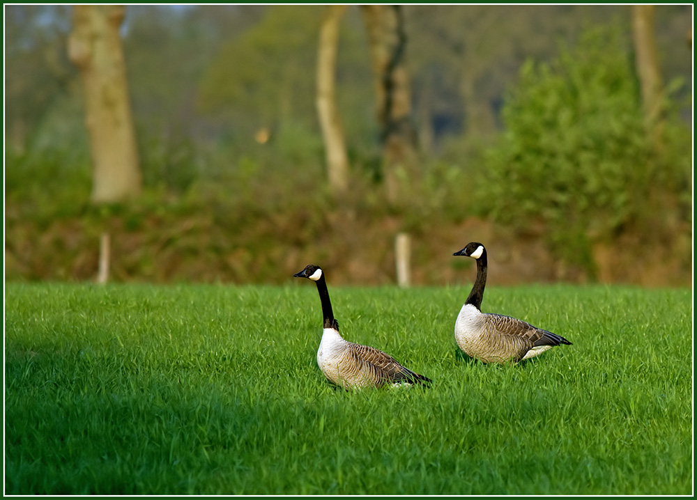 Seltener Besuch