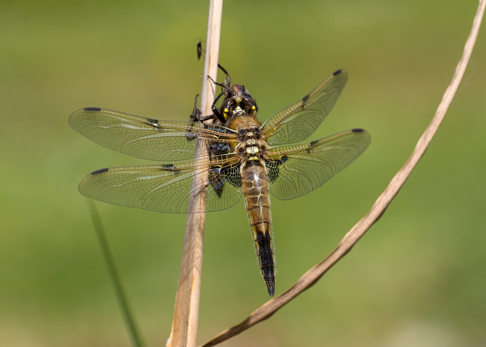 Frisch geschlüpfte Libelle