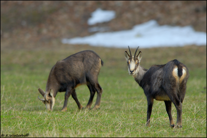 Seelenruhig... *Gemse (Rupicapra Rupicapra)*