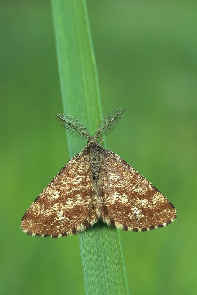 Ematurga atomaria