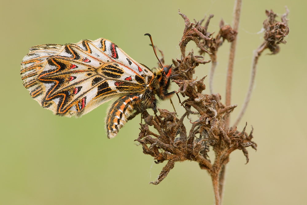 Zerynthia polyxena