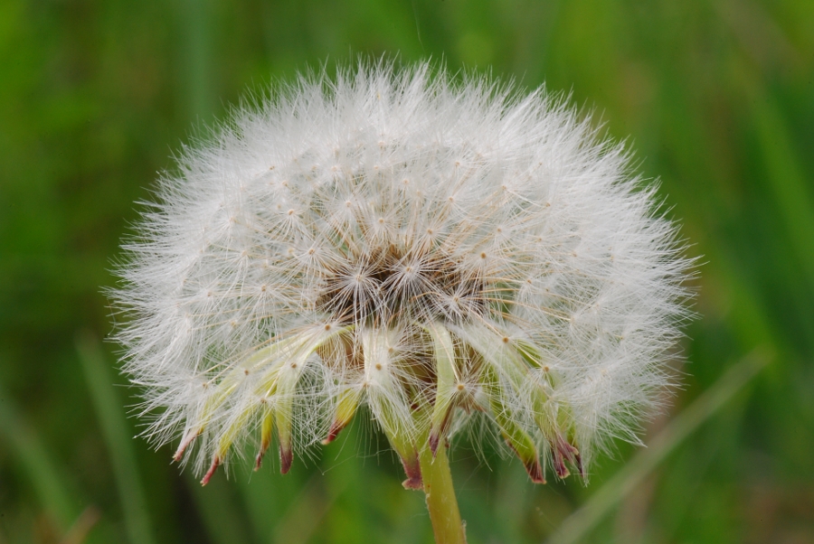 Pusteblume...