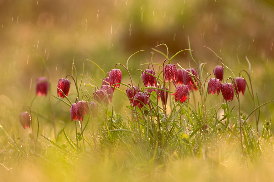 Regenschauer in der Schachblumenwiese