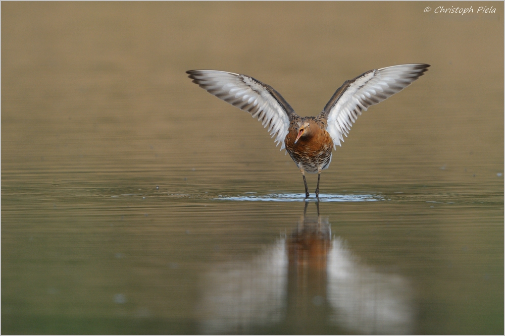 Uferschnepfe (Limosa limosa)