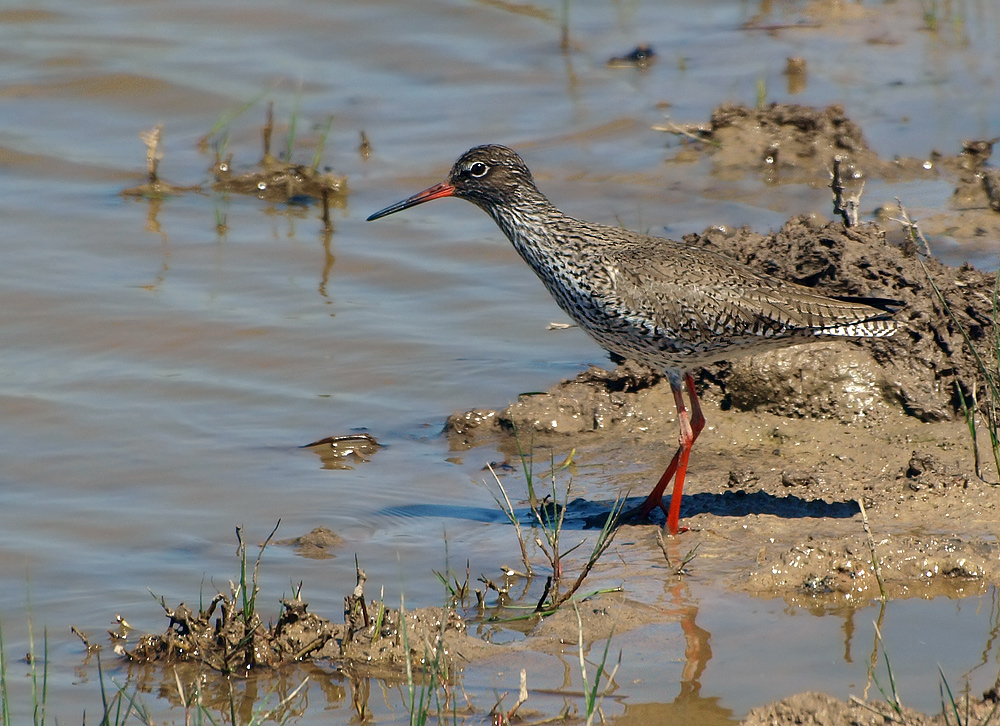 Rotschenkel (Tringa Totanus)
