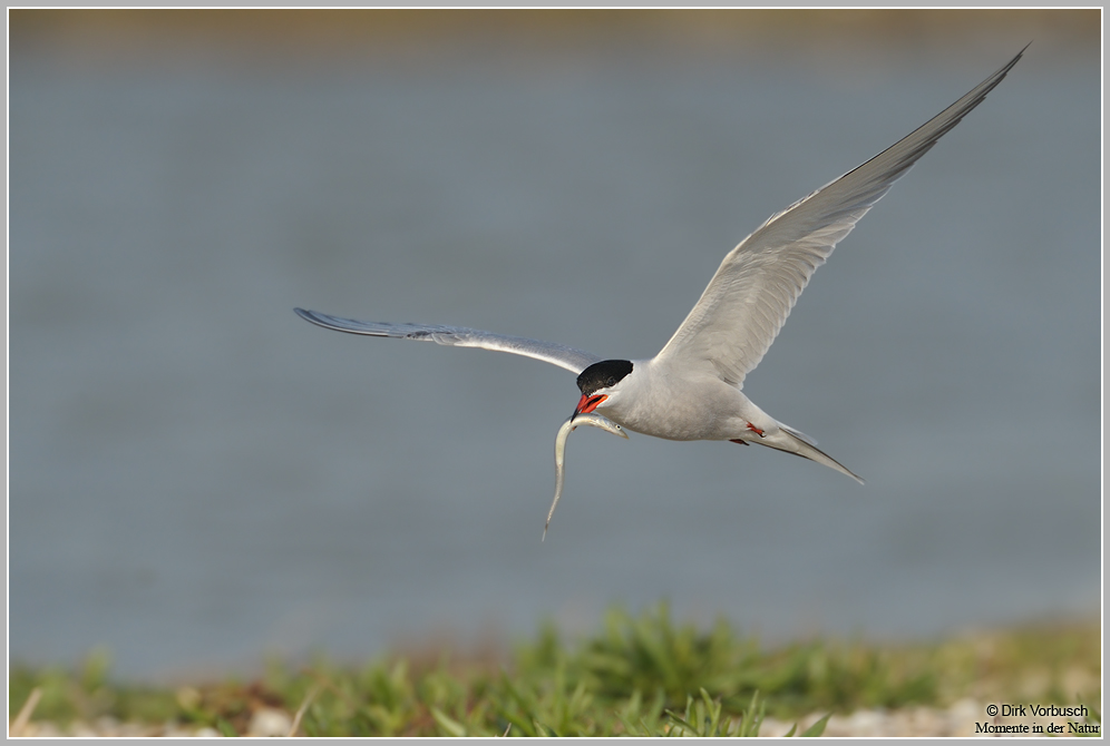 Flussseeschwalbe (Sterna hirundo)