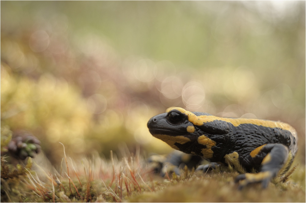 Feuersalamander