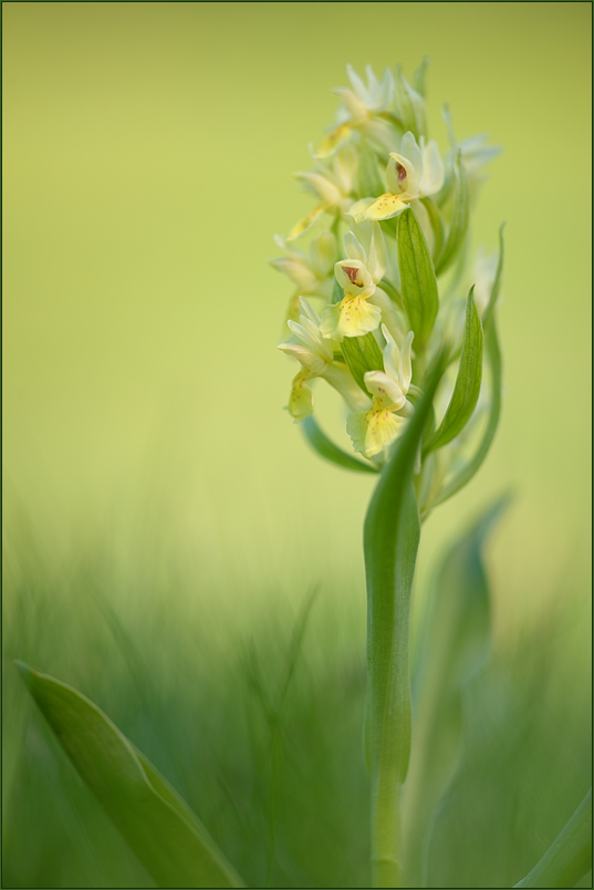 Dactylorhiza sambucina