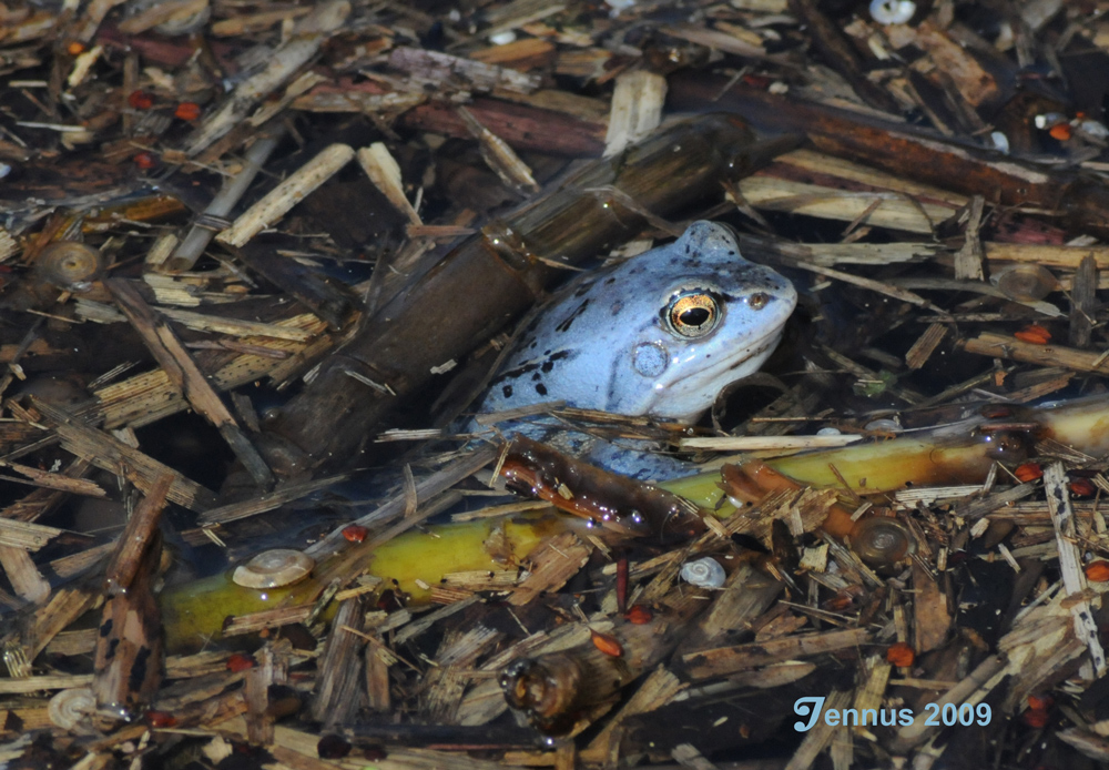 Moorfrosch im April 2009