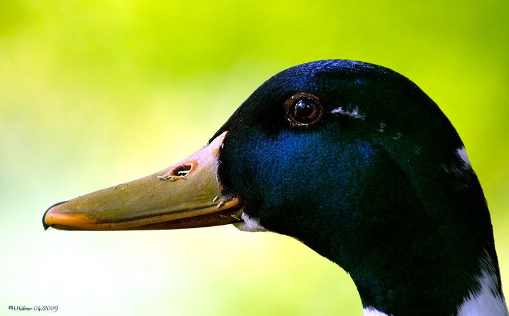 Schon wieder eine Ente