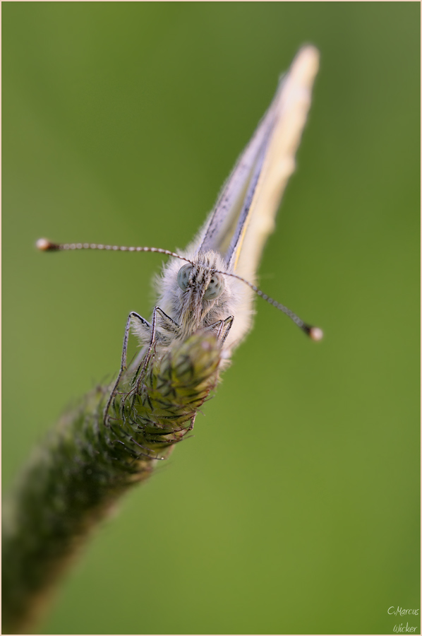 Pieris Napi...