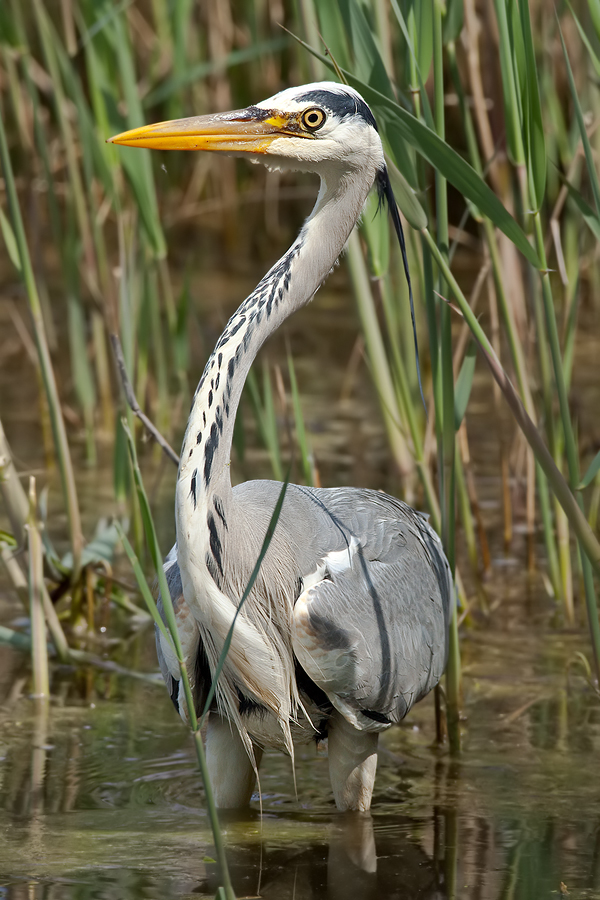 Graureiher (Ardea cinerea)