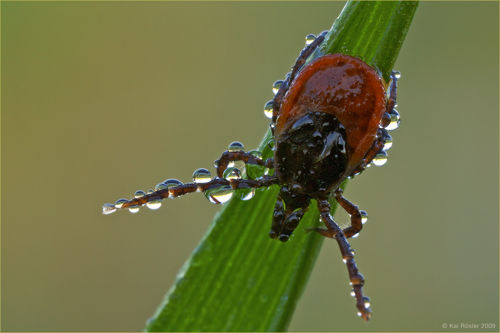 Ixodes ricinus фото