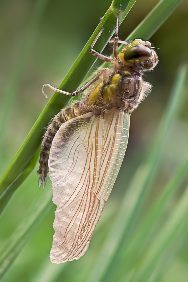 Junge Libelle