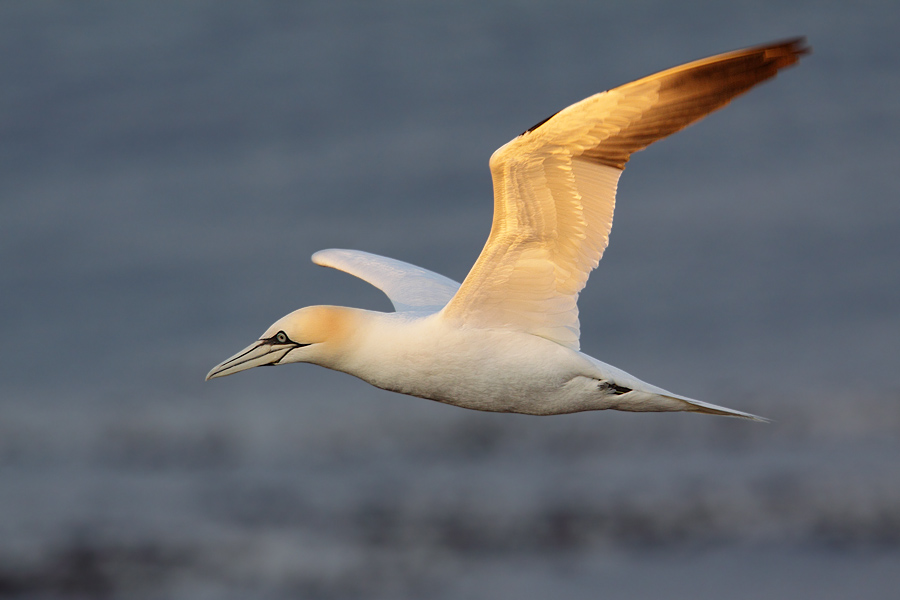 Golden Wing
