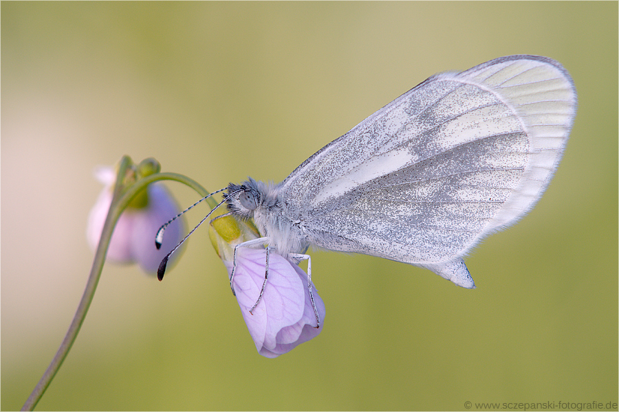 Senfweißling (Leptidea reali/Lepitidea sinapis)