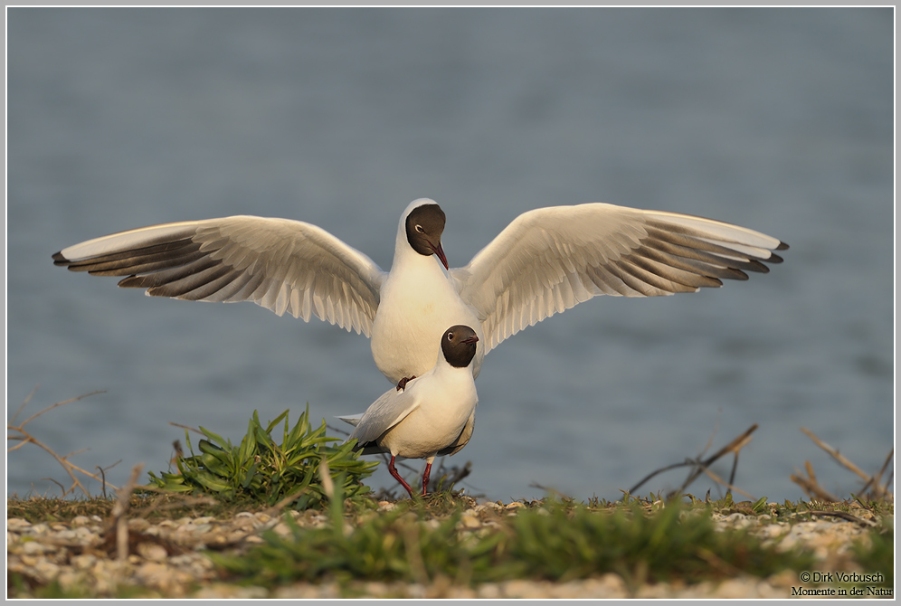 Lachmöwe (Larus ridibundus)